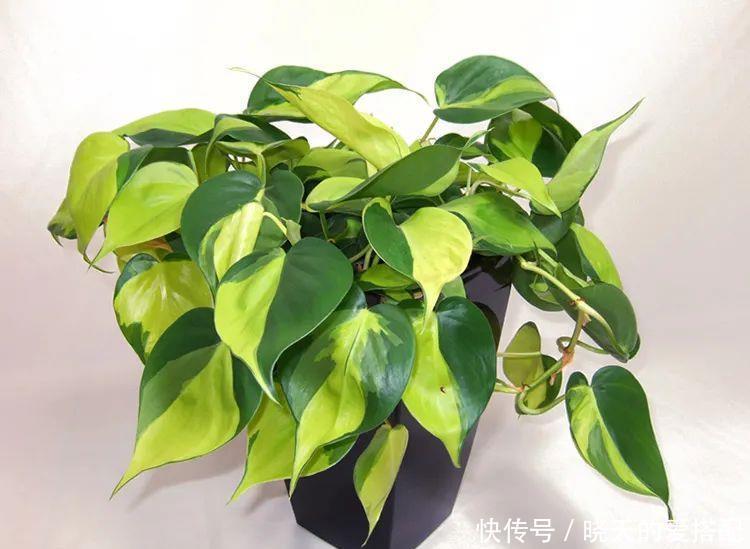 惊艳|绿萝样式品种原来这么多,来看看你都认识哪一种,有没有惊艳到你