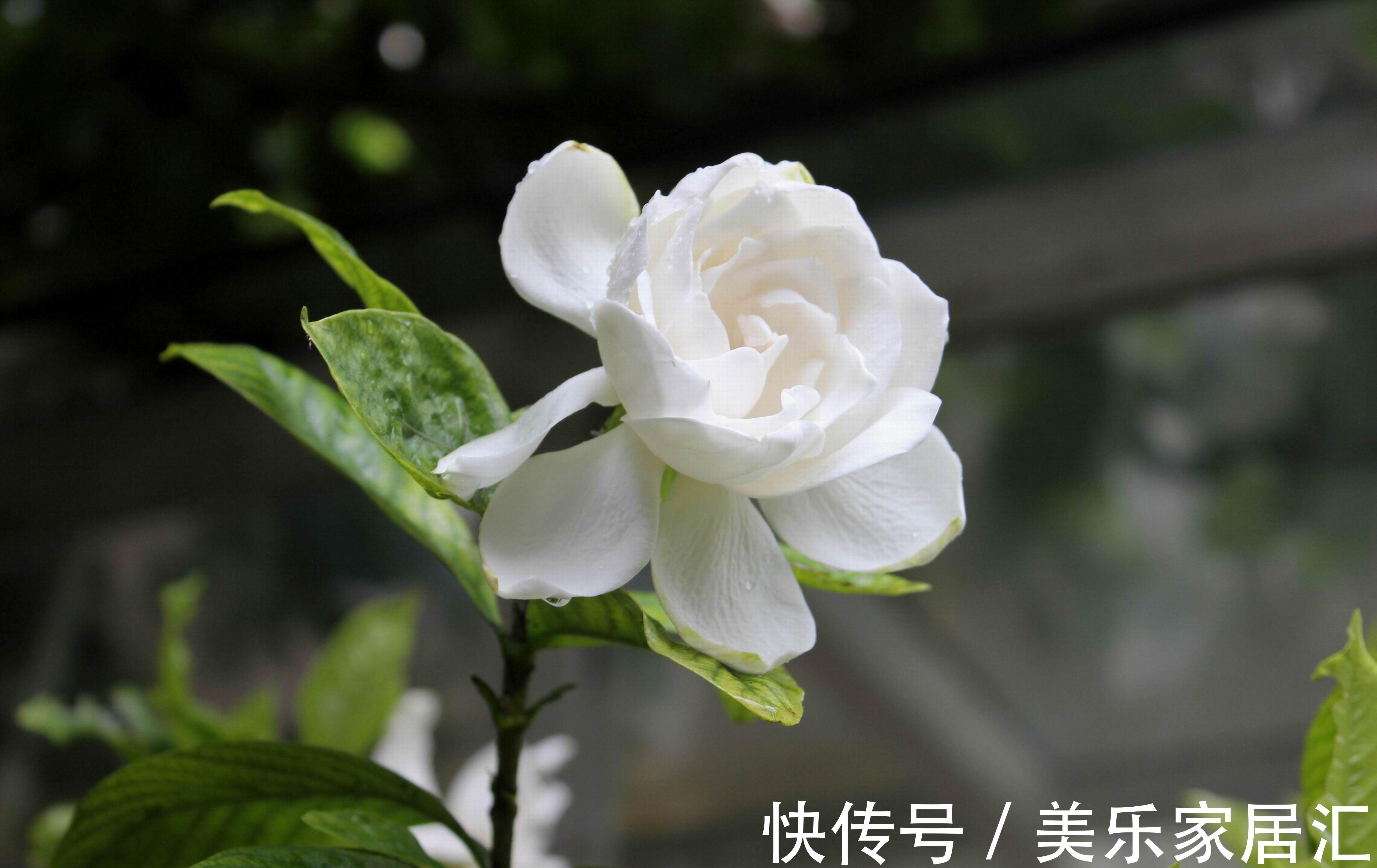 栀子花秋冬养护有讲究,给点“强壮剂”,养壮根来年开花又多又香