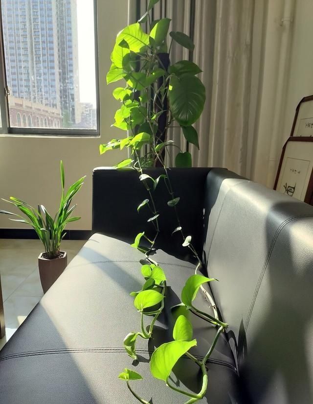 叶子|立秋后养绿萝，别只用“清水”，加点它，叶子油绿，一蹿2米长