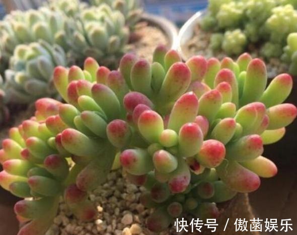 养花难不如盆栽多肉乙女心,既好看又好养,学会扦插法秒变多株