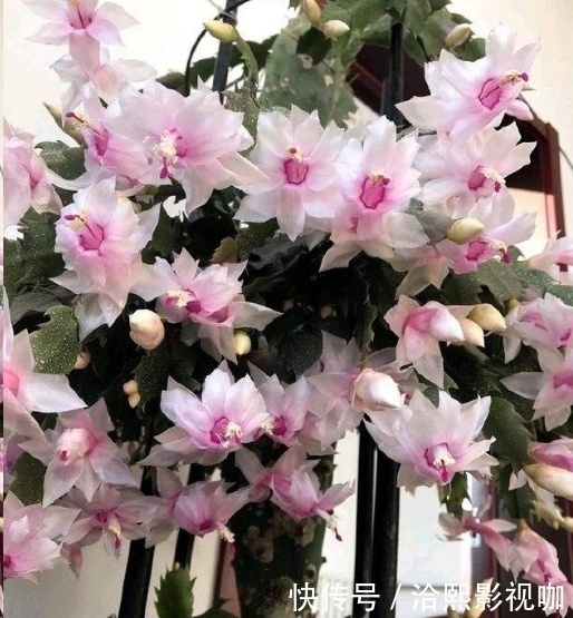 几种花最适合懒人养,勤快人养不过三个月就死!