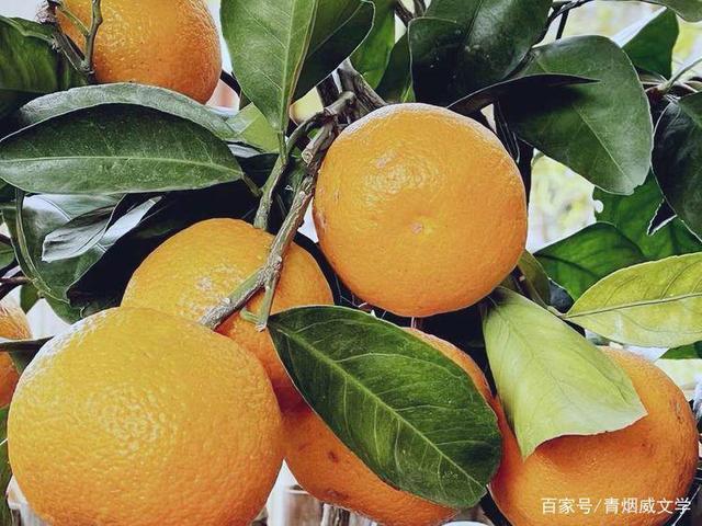 五律$七律 守望(外八首)