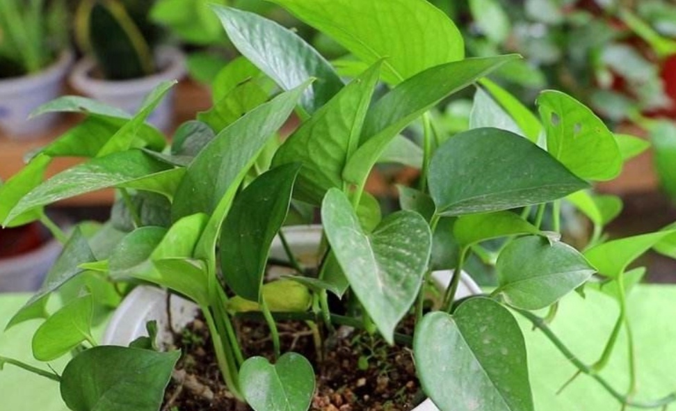 绿萝长得慢、叶子小,掌握4个养护要点,长势旺盛,叶子浓绿