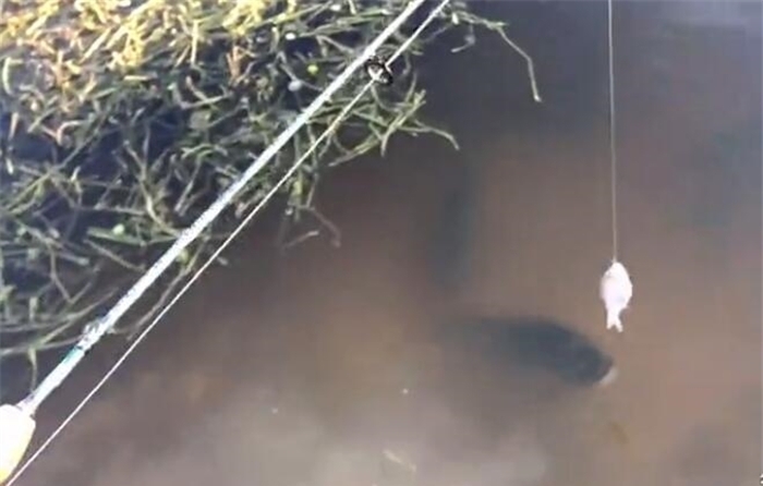 钓鱼|鱼饵都没下水,水下的鱼却跳出水面抢食,连龟鳖也来凑热闹