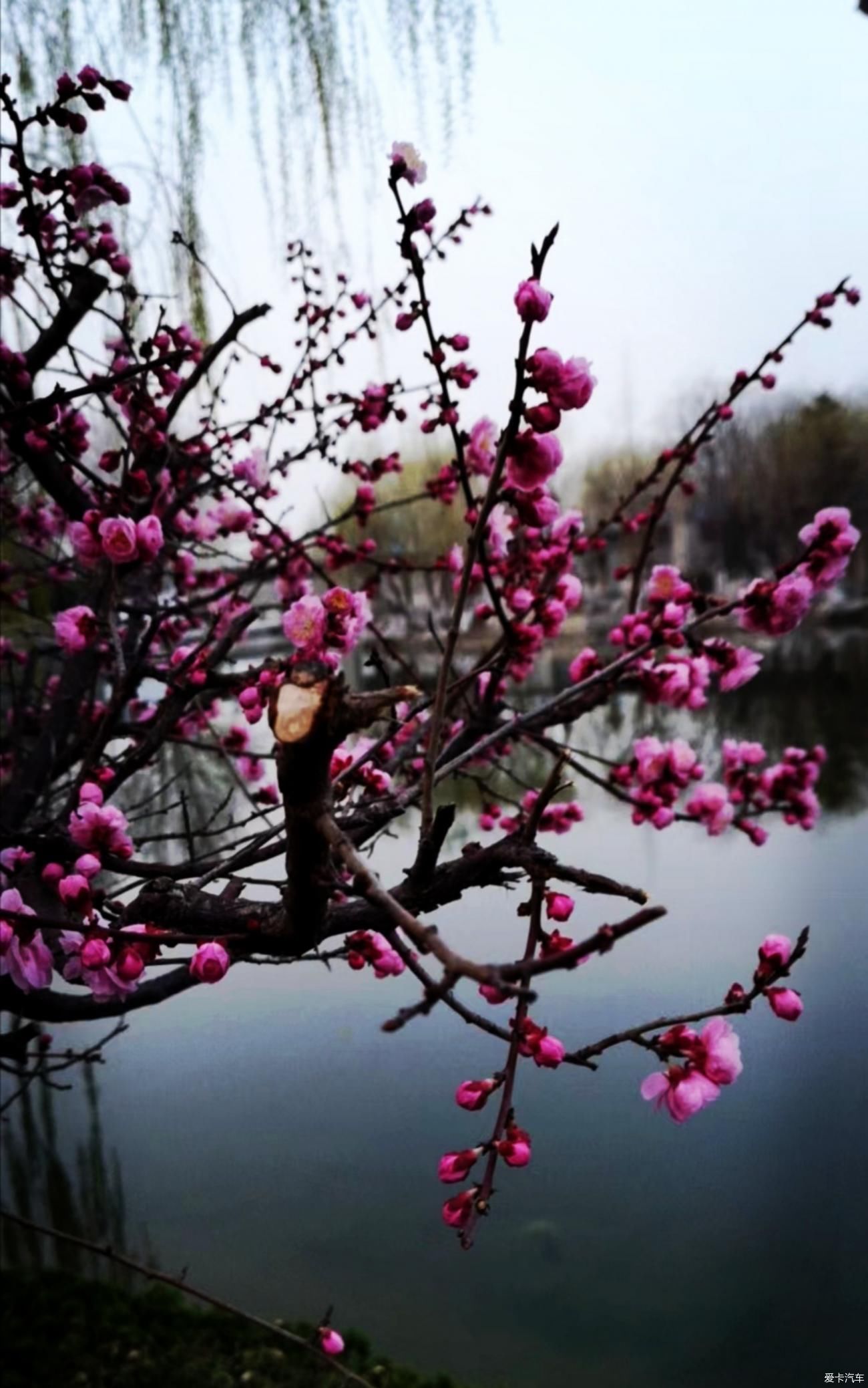 春来赏花忙，徘徊粉花乡。