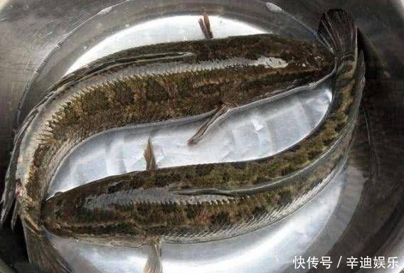 农村|农村的这两种野鱼,虽然长得丑,但是味道非常的鲜美