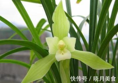 兰花浇水普通又关键,掌握这些,不烂根不闭花,植株挺拔生长快