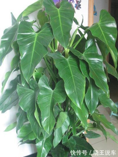这五种大型观叶植物带回家,送给父亲正合适