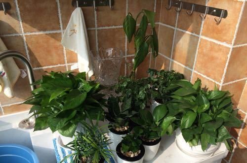 卫生间|媳妇装新房,卫生间砌“半墙”,阳台成“绿森林”,被邻居赞爆了