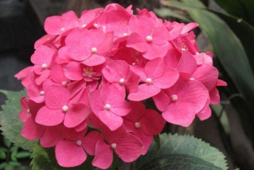 养花就养美艳的,花色美如胭脂,花开明朗干净,满屋花香四溢,美