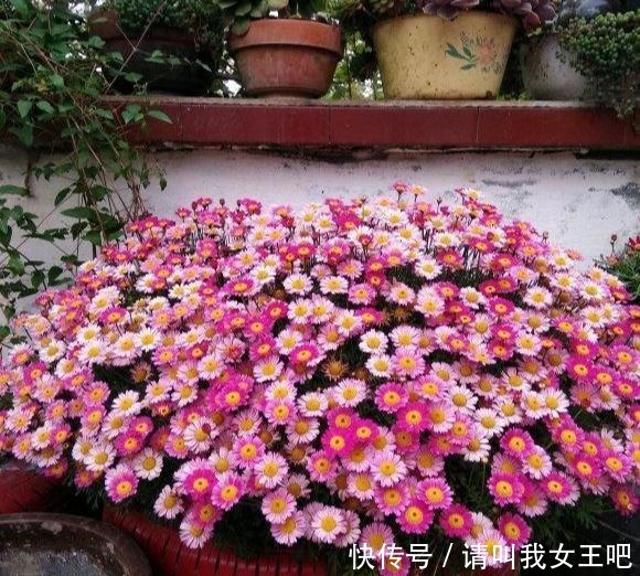 花了110块钱,买了100盆残花。捡便宜特开心,拿回家崩溃了!