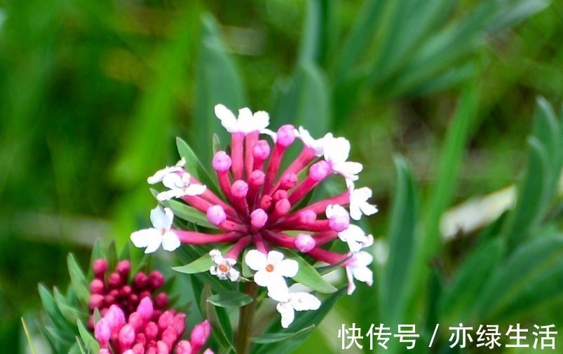 此花鲜艳多彩妖艳多姿,给人一种顽强拼搏的精神,象征着英雄本色