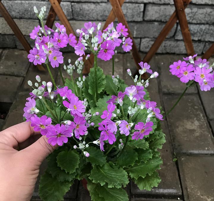 阳台|这些小草花,个个真美人,阳台养几盆,繁花不断,美到不敢看