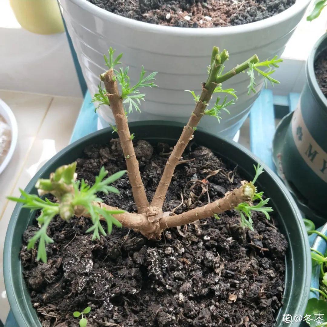 叶子|20种花，天凉了赶紧剪，来年开花有多又艳！