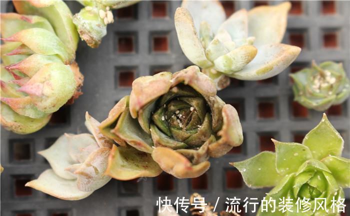 肥皂块|怎么消灭蚧壳虫？用这几种办法，既不会伤害花草又省钱高效