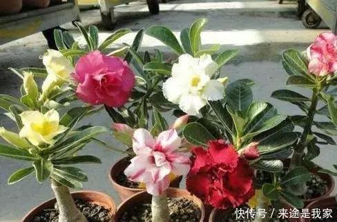 长寿花|家里不知道养什么花好，6种漂亮又好养的盆栽考虑一下