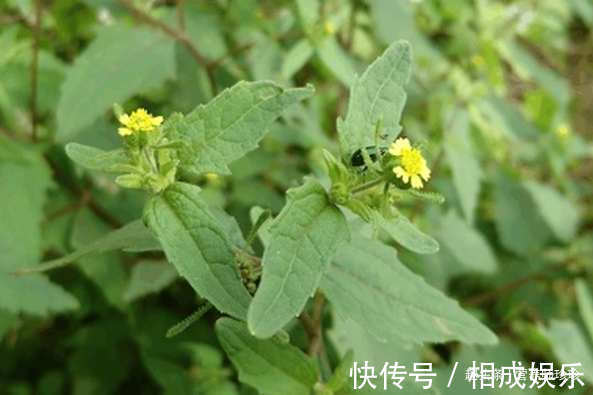 野草|一种野草,人称“感冒草”,家乡人喜欢泡茶喝,营养丰富价值高