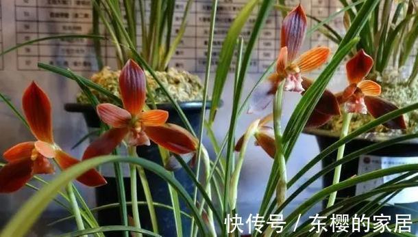 花色|中国兰花第一红火热的红河红,美丽大方,炽烈花色美丽至极