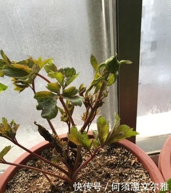 花盆|这2种花很漂亮，但是不能盆栽，千万别种错了，种到盆里不开花