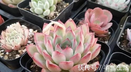 多肉干瘪好像小老头?原因有三种,学会了顺利过冬,长成小胖娃!