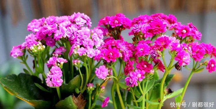 修剪|长寿花持续长叶不开花？只需简单做3步，30天满头花苞，开花爆盆