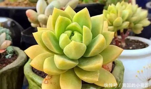 家里养多肉植物,从3个方面下手,叶片饱满有活力,新手也会养!