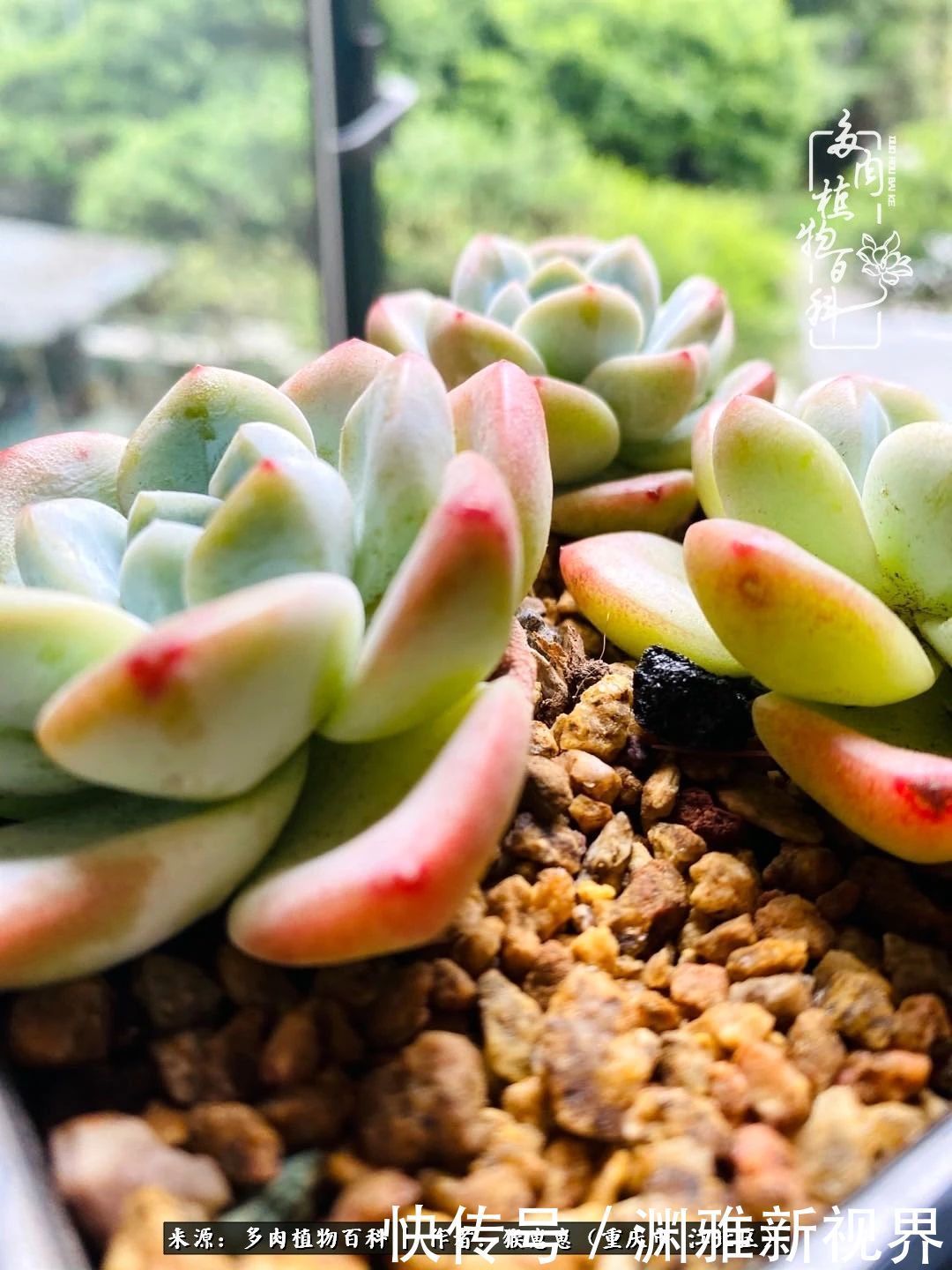 若不尝试,何以了解!原来这才是多肉们该有的样子!