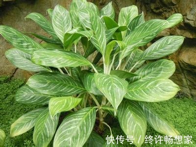 最疯植物就属它,半月从巴掌大猛窜到阳台放不下,只能狠心砍一半