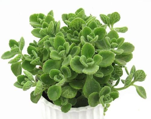 移栽|四种花一年四季能插扦,生根很容易,掌握方法才是重点