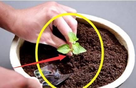 土壤|养花土壤万万要这样松,否则又干又硬,难怪你家植物总养不活