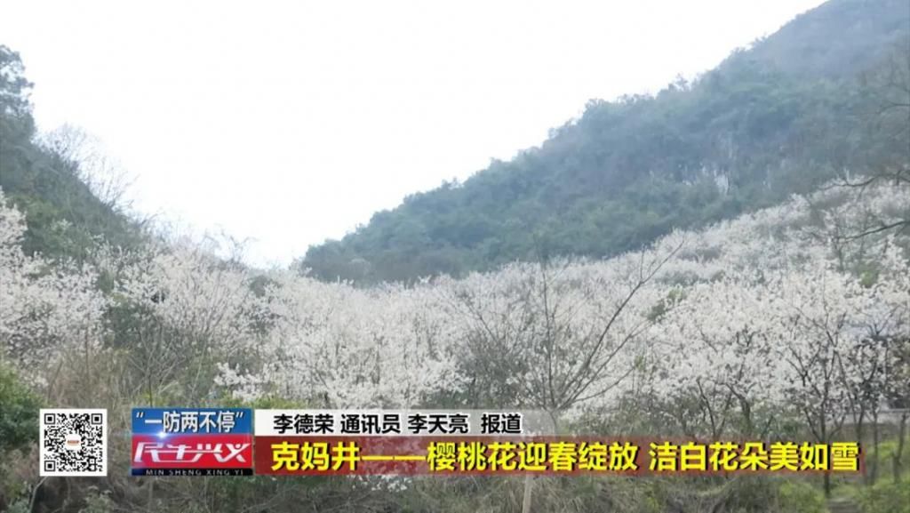 太美了！兴义300亩樱桃花迎春绽放，洁白花朵美如雪！