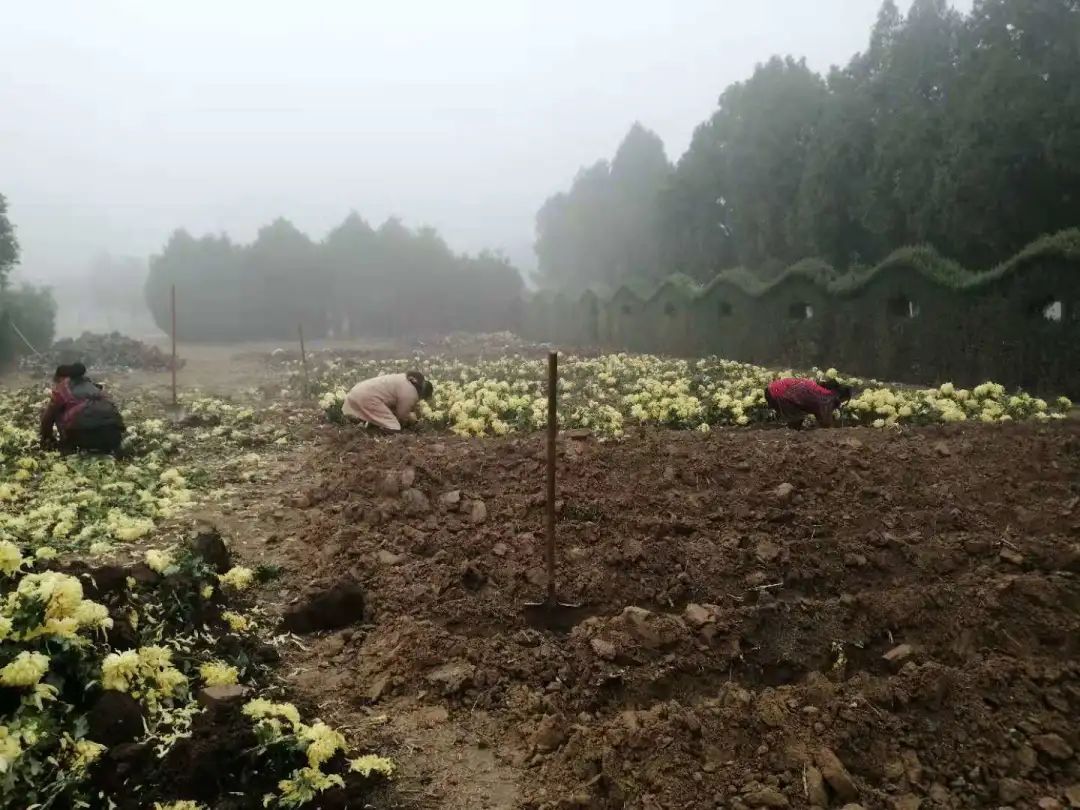 菊根|淮阳太昊陵菊花展结束了，菊花弄哪去了？