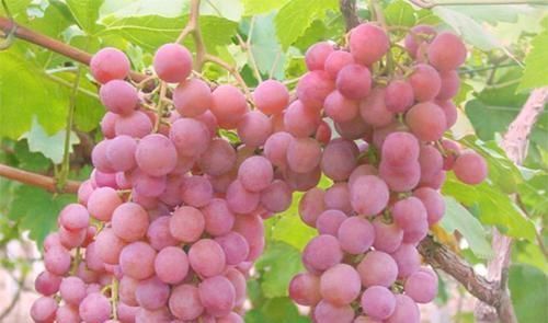 石榴|糖尿病人的“福音”，吃水果记住“4少4多”，血糖稳定身体棒