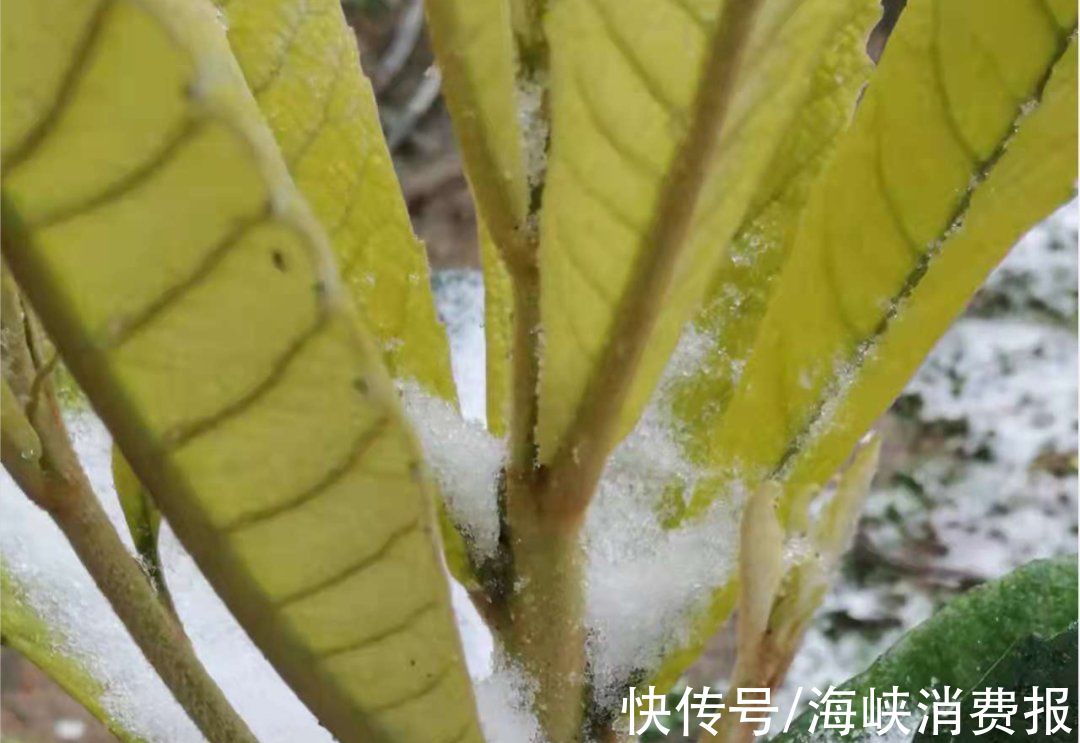 福州|瑞雪兆丰年--虎年首场有机生活市集来了