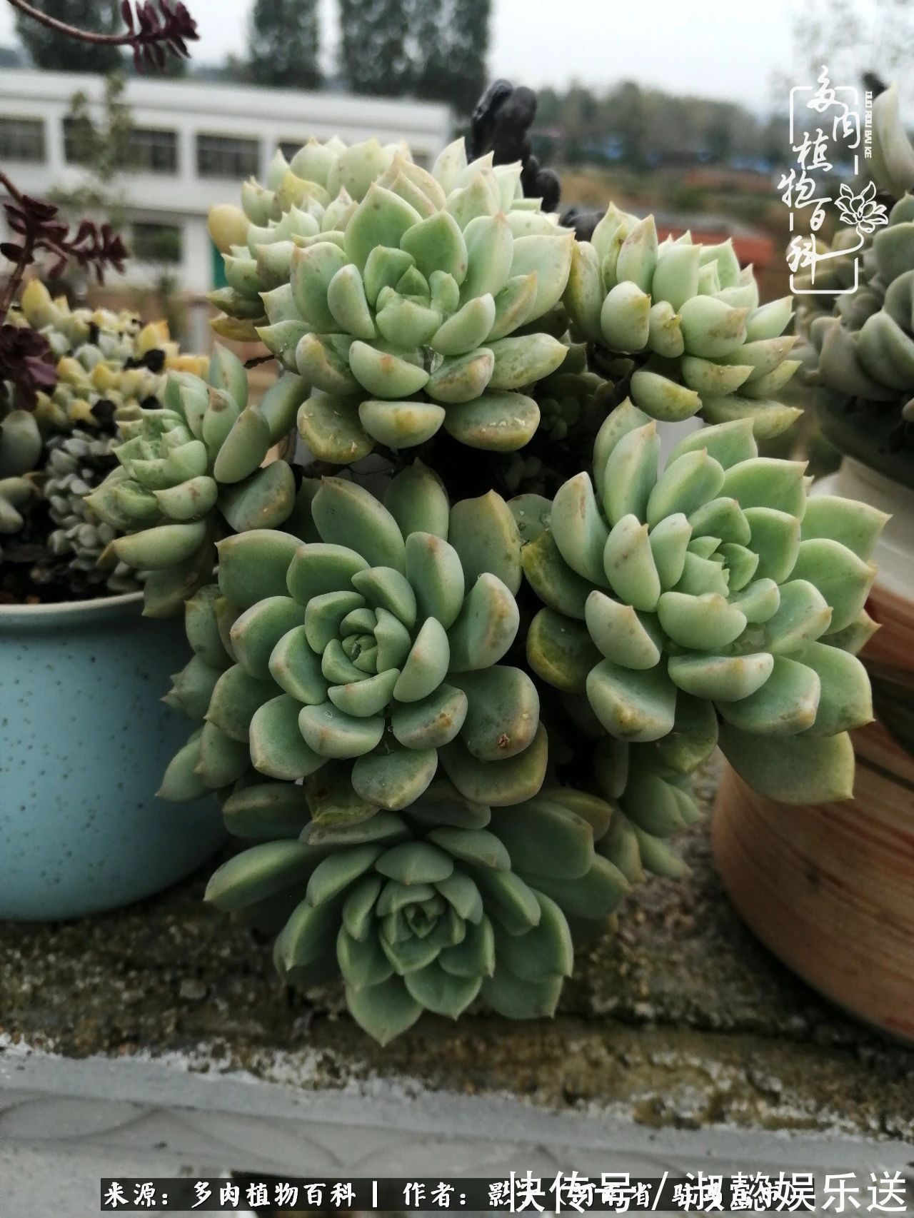 漂亮|被风雨洗礼的多肉越来越漂亮了,忍不住又往坑里跳!