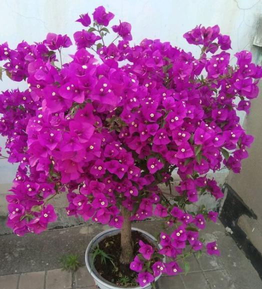 扦插三角梅，移栽“手法”很重要，提高成活率，移一棵活一棵