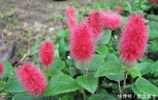 图片来源网络|这种野菜不能吃,泡水喝却有神奇的保健作用,可惜知道的人不多