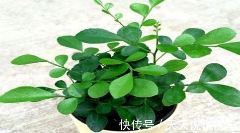 九里香多少钱一棵,九里香养护简单,花开爆盆飘香九里