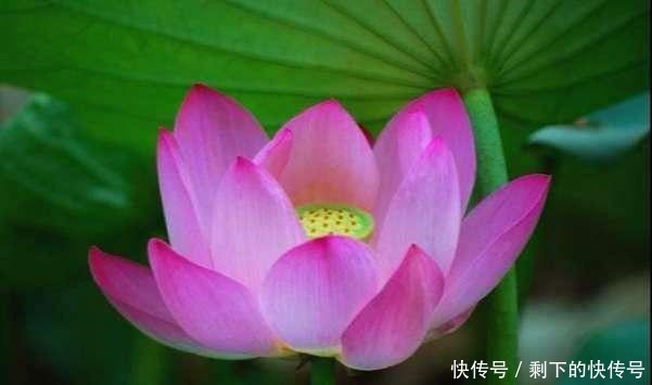 做人|“涵容以待人,恬淡以处世”,才是做人的最高境界