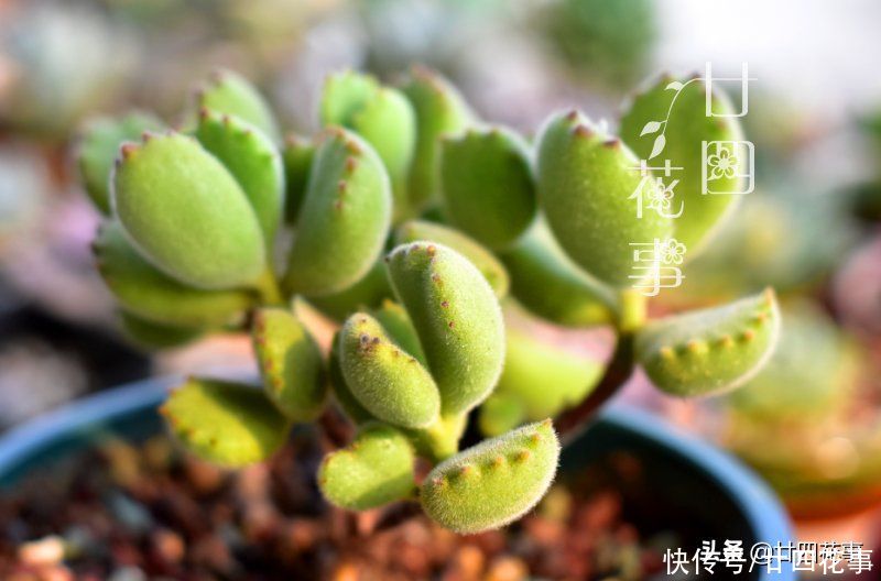 叶子|多肉中的熊孩子，爱掉叶变光杆，4个方面做到位，爆盆还染红指甲