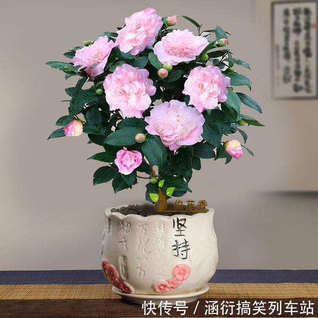 玉树|天气冷,六种花要“干养”,少水多晒才健壮,养成老桩更旺家