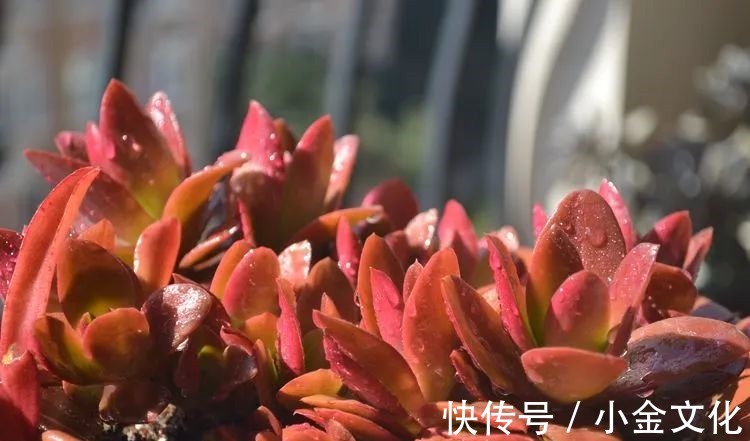 以阳光为滤镜,蓝天为背景,期待拥抱春天,拥抱自然!