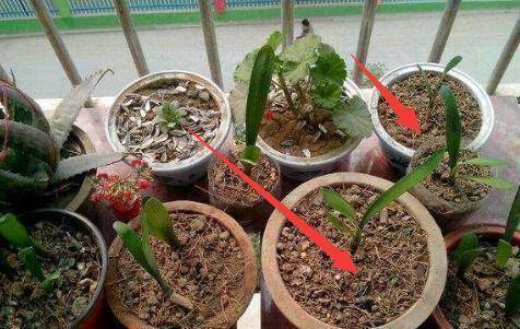 养花别只是浇水，花都浇死了，老花农教你1诀窍，随便养花都爆盆