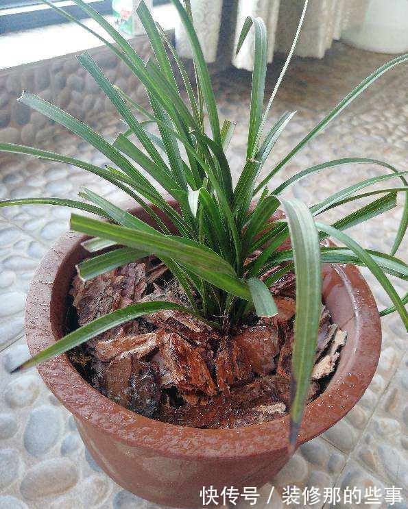 秋天到了,满地都是宝贝“松树皮”,养花有奇效