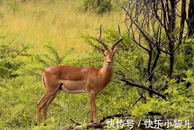 滴水之恩|吃亏是福，属羊人看似吃大亏，其实得到了成长