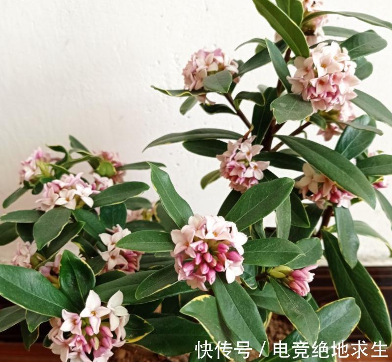 13种“漂亮花”,零下20度也冻不死它,大雪天依旧能开,又香又艳