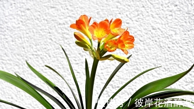 如何让君子兰主动开花?给你4个建议,到时间就开,不用发愁