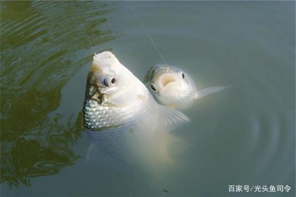 12月1日起,“一竿一线一钩成为过去钓鱼人的“春天”来了