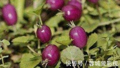 滕蔓|农村一种野果叫“地茄子”,目前稀有,药用价值极高,遇见别踩到