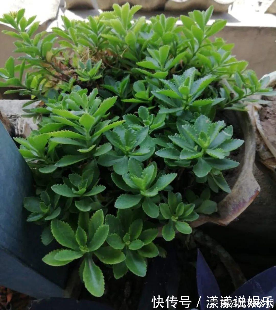 荆芥|7种花最干净,门口、窗台放一盆,蚊虫不敢靠近!